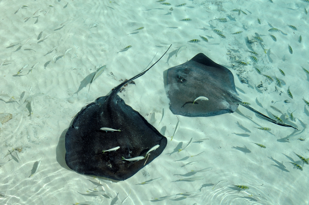 Pescare alle Bahamas