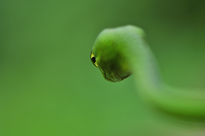 Raviprakash S.S., Serpente divino