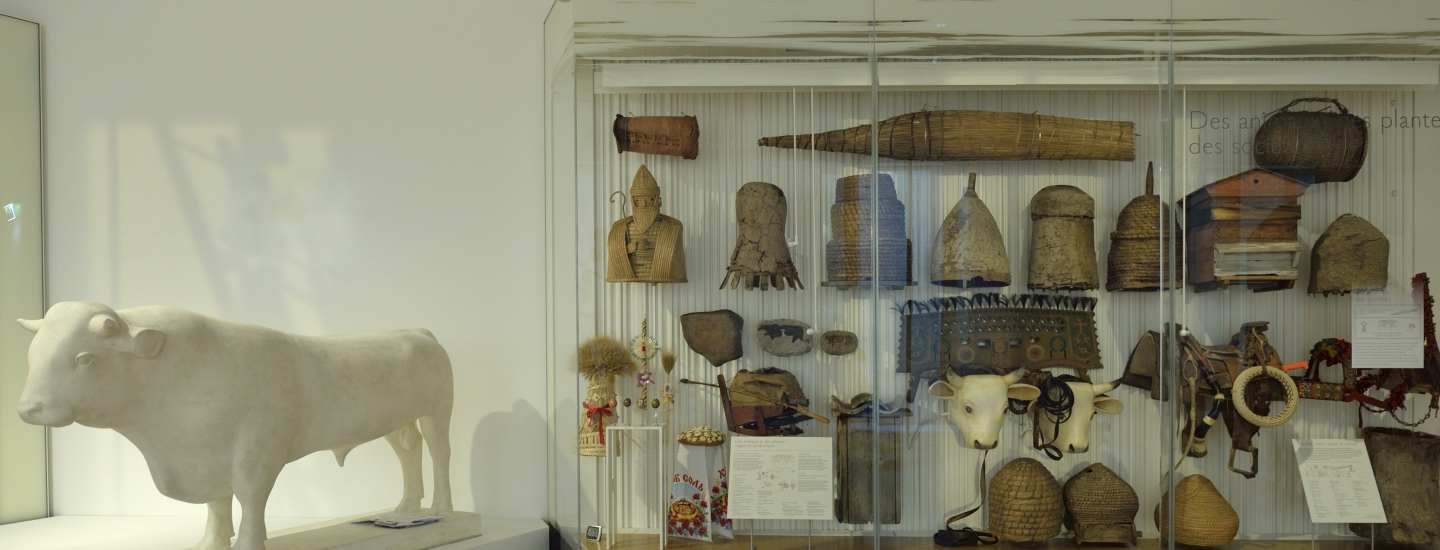 Vetrina di animali e e di piante