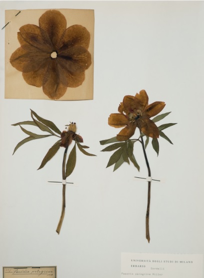 ArtLine-Linda Fregni Nagler