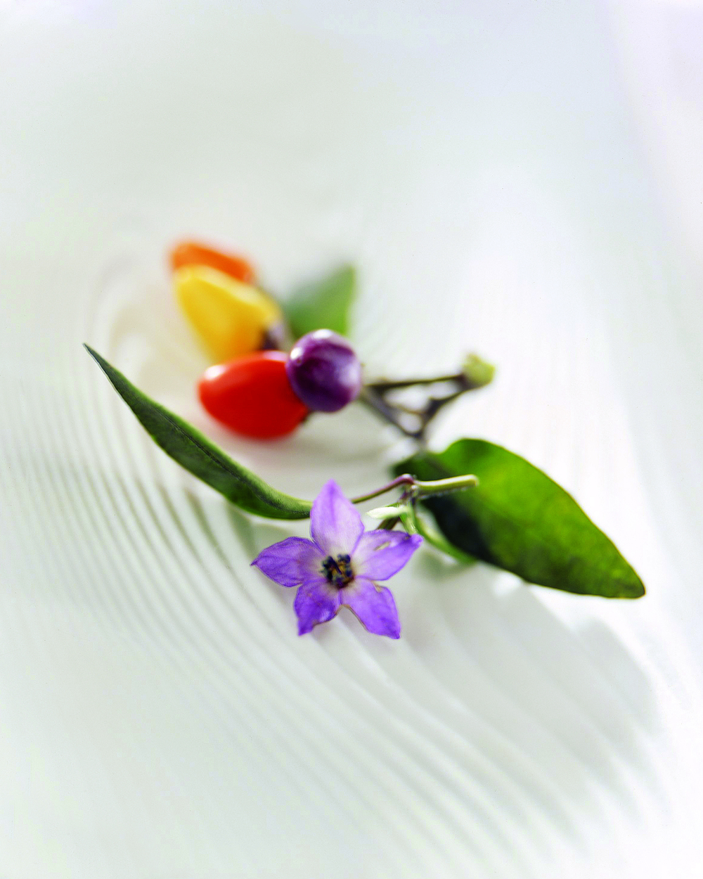 peperoncino_bolivian_rainbow