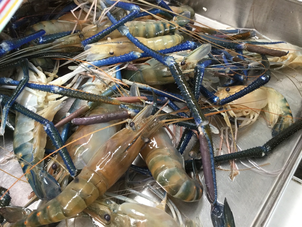 Bangkok-Or-Tor-Kor-Market