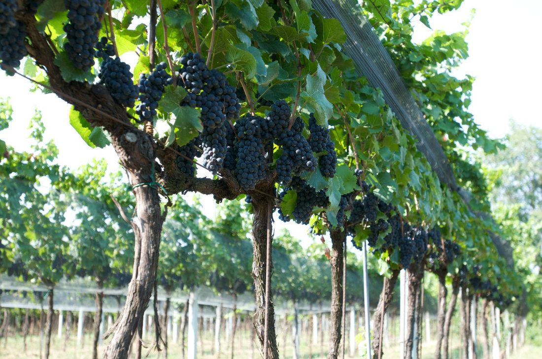 Campagna-fasoli-gino