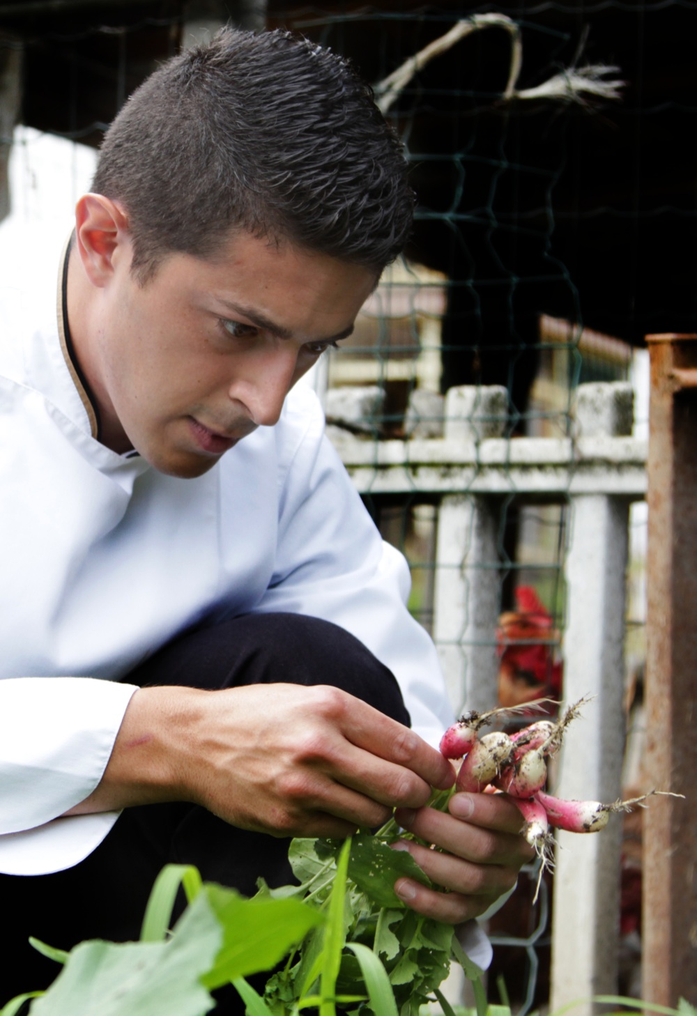 Michelangelo Mammoliti