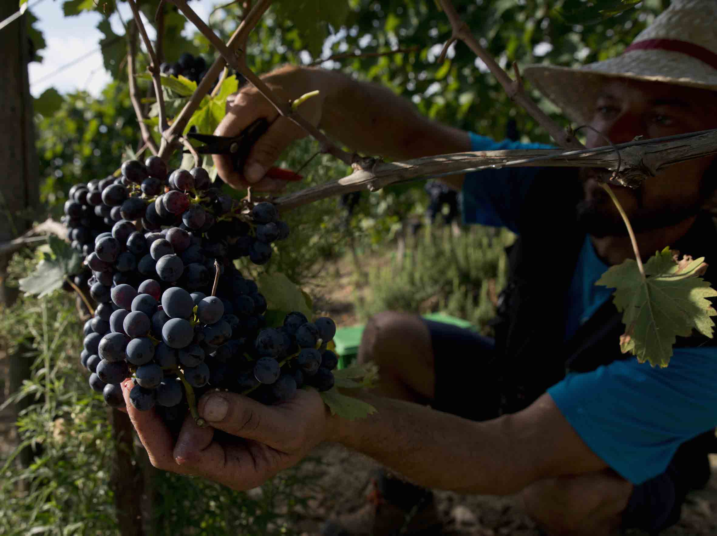 Grappolo di Sangiovese