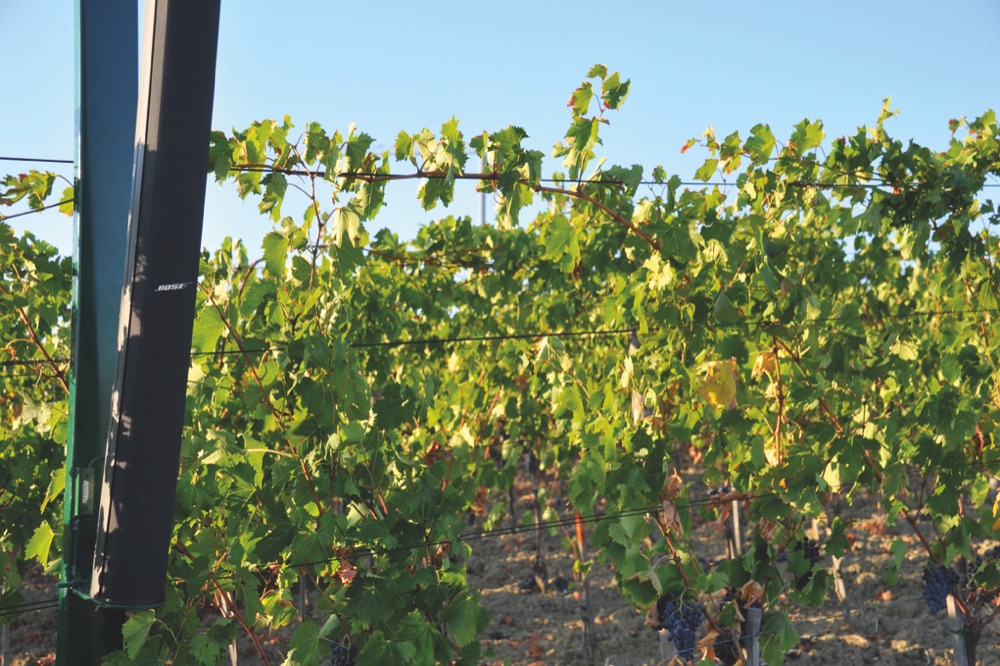 Vigna Sangiovese Tenuta Mara