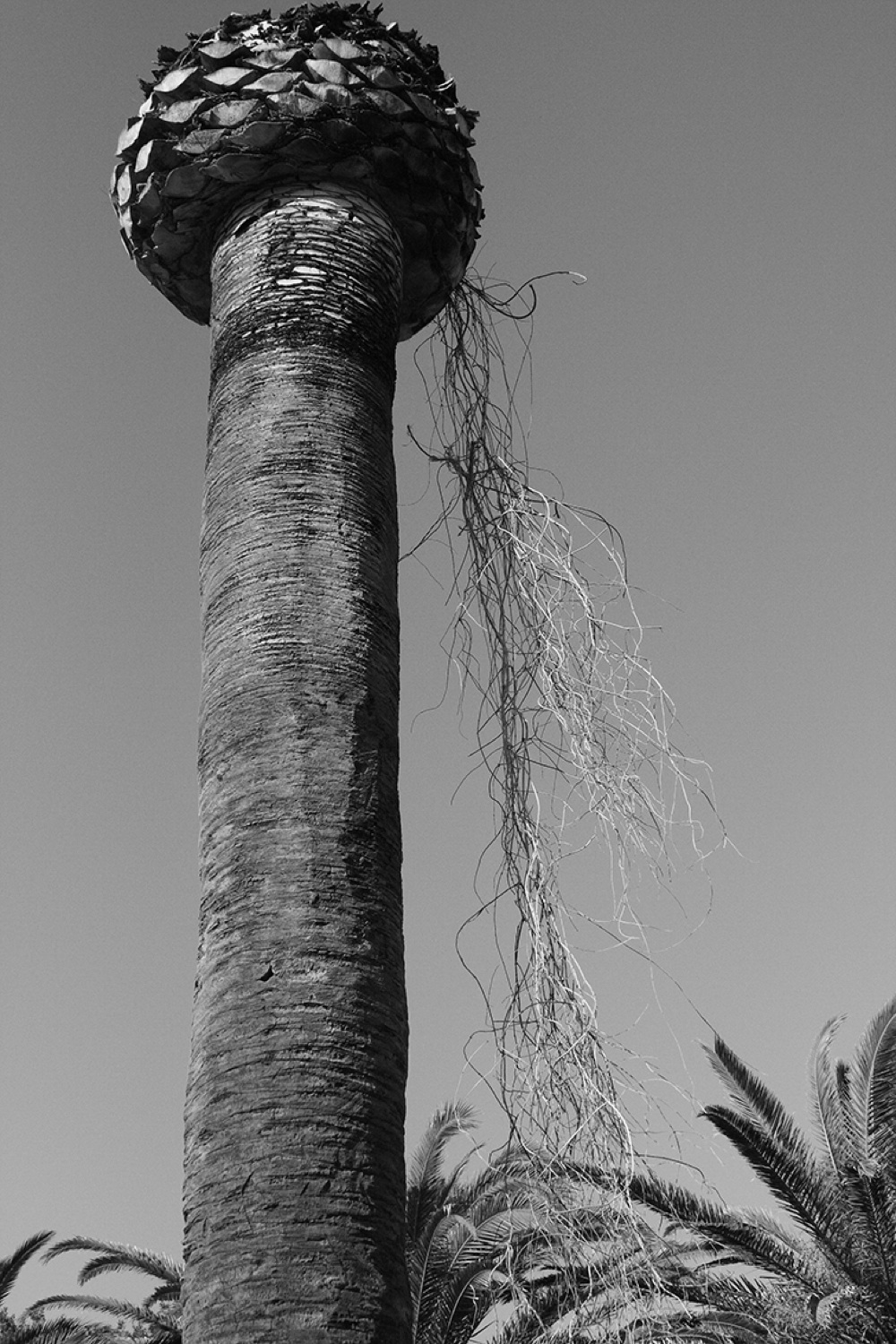 Festival fotografia gibellina