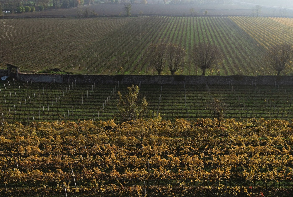 vigneto_franciacorta