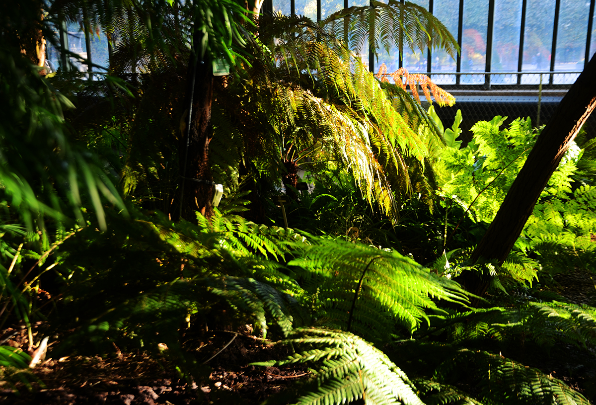 Le jardin Des Plantes