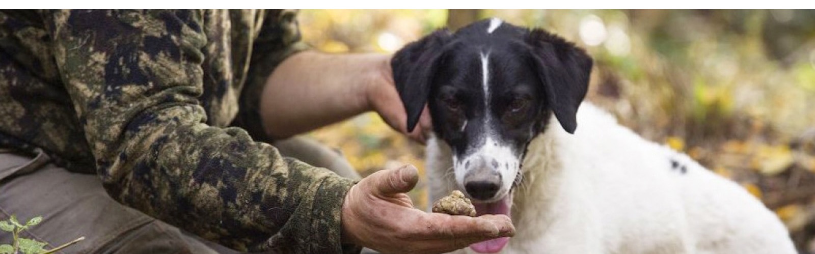 tartufo, cane, trifulau