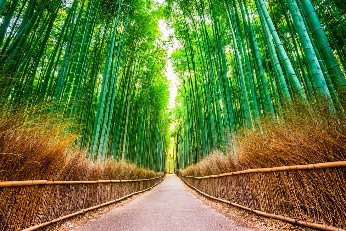 Arashiyama-foresta-bamboo-kyoto
