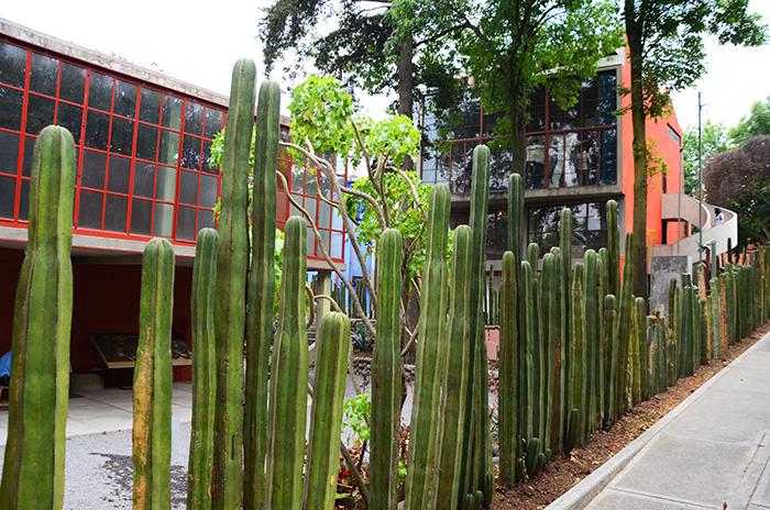 La recinzione fatta di cactus