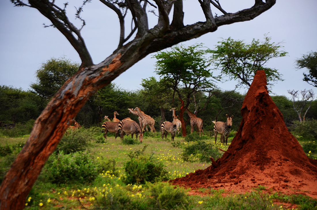 Acacia, termitaio, animali