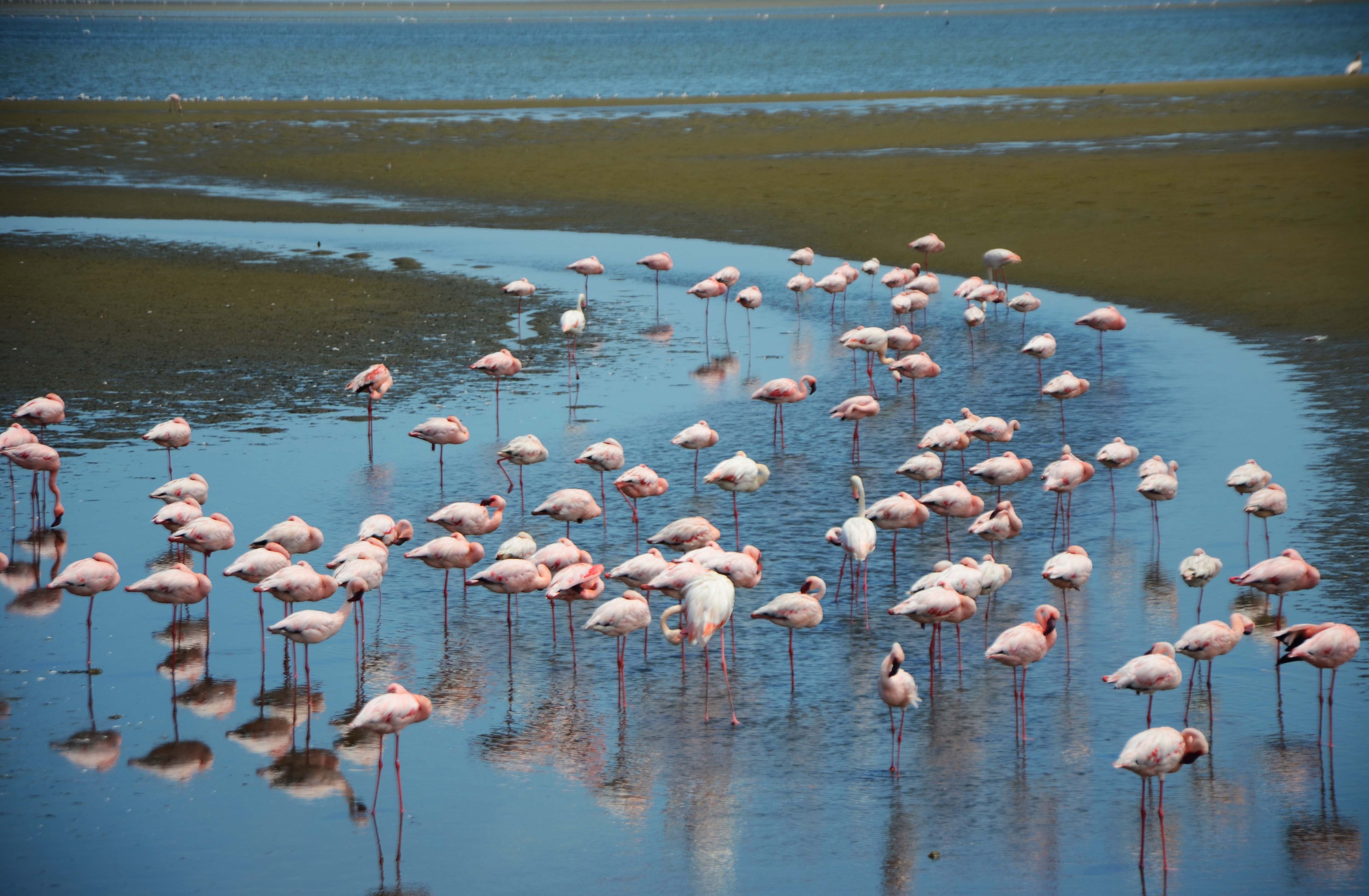 Walvis Bay fenicotteri
