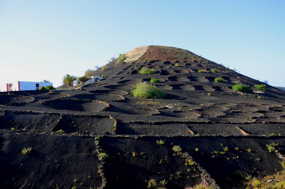 Coltivazioni vinicole nei nidi di lapilli alla Geria