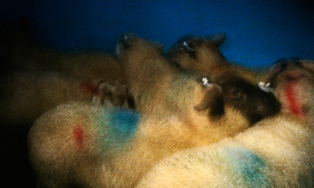 Nan-Goldin-Sheep-in-abattoir