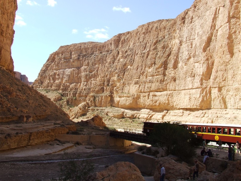 8 Lezard Rouge Tunisia 1