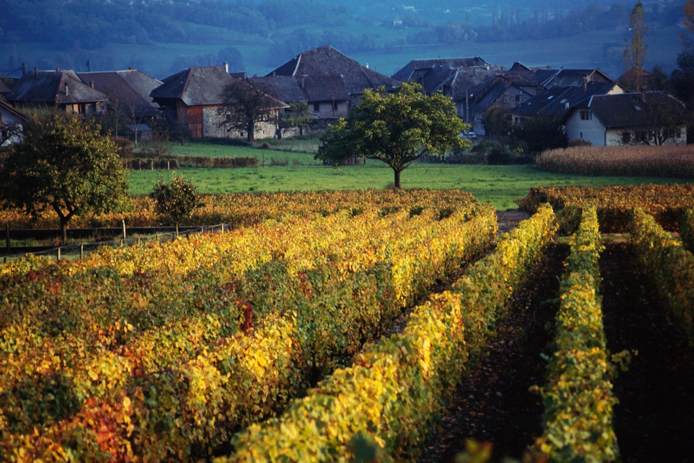 1 I vigneti in Alvenia-Rodano-Alpi