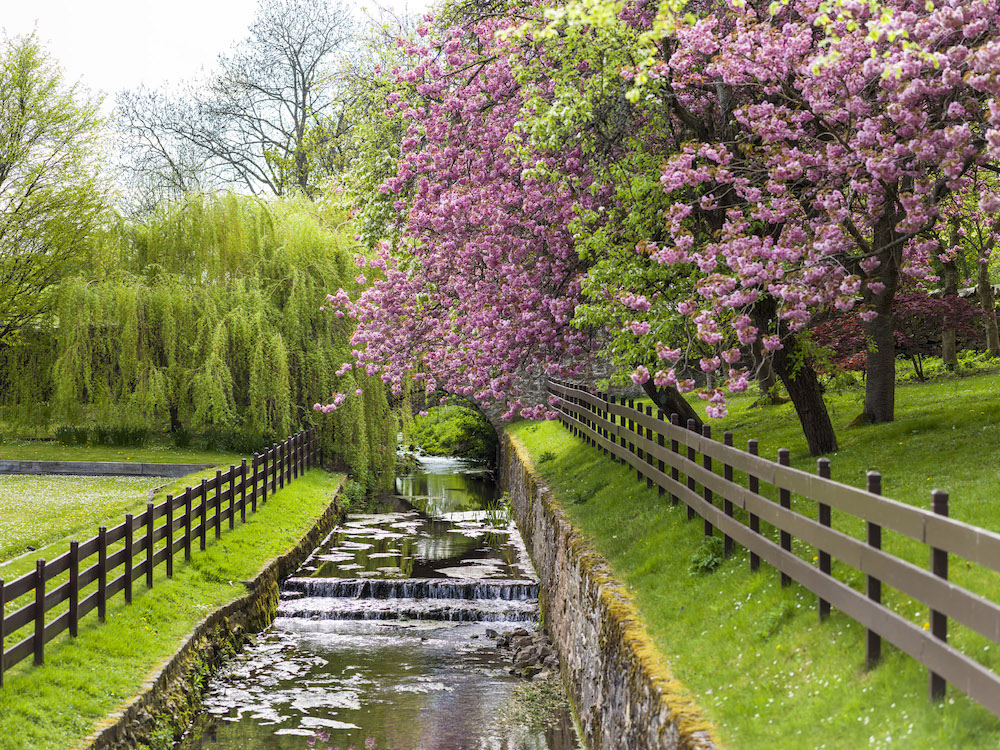 Kinchie Burn with blossom 3