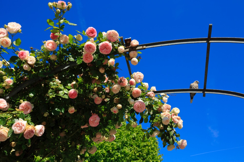 7 Festival des Jardins