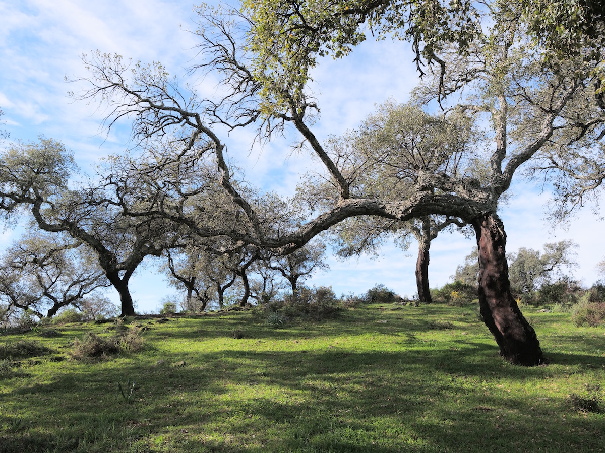 dehesa-andalusia-foto-lamberto-livraghi-Appunto