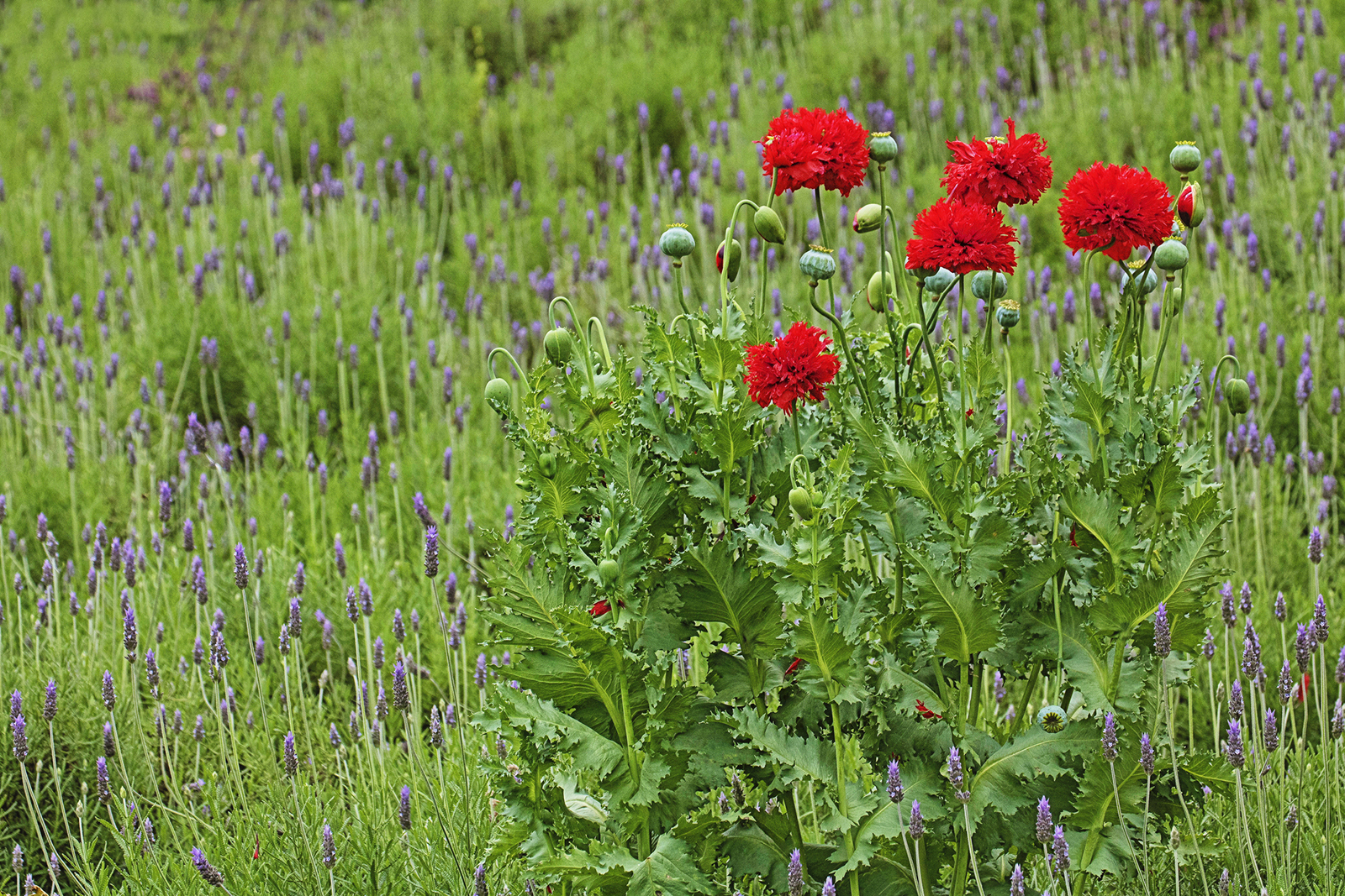 Red flower and Lavender fields at french landscape in Provence, France