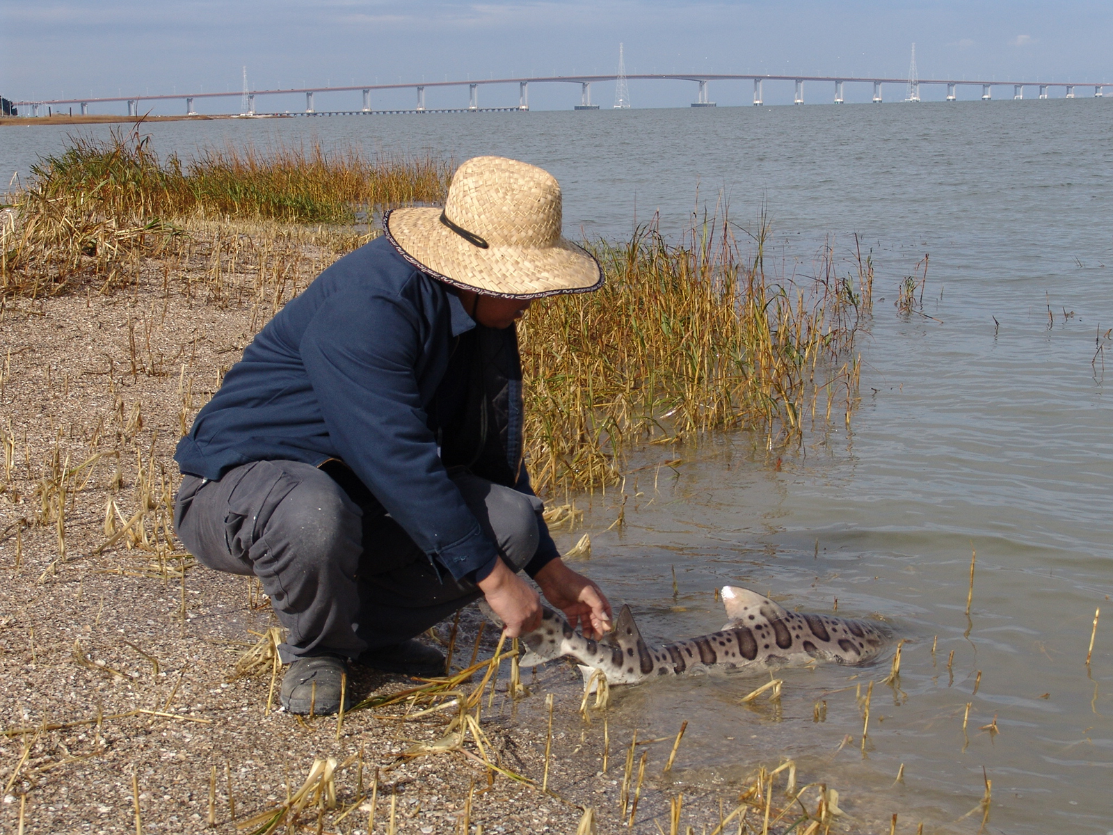 Shark fishing in San Francisco Bay.