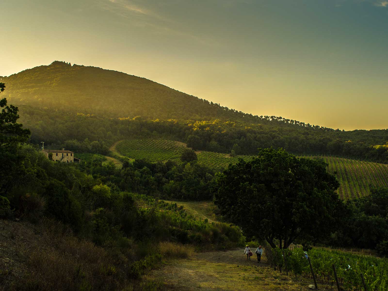 Tenuta-San-Guido_ETN0408©etienne_hunyady Tenuta-San-Guido