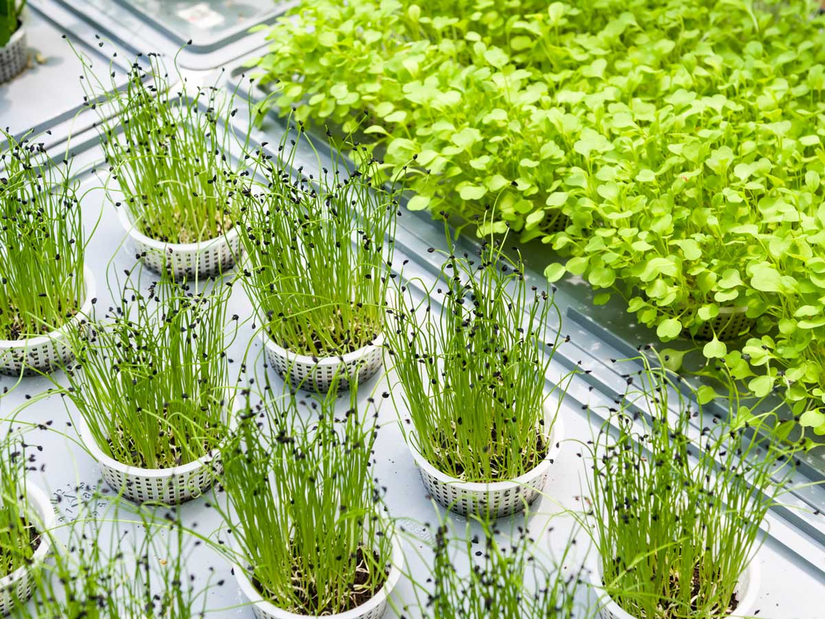 Piante-autoprodotte-alta-cucina-vegetale-EraGoffi-Torino Piante-autoprodotte-alta-cucina-vegetale-EraGoffi-Torino