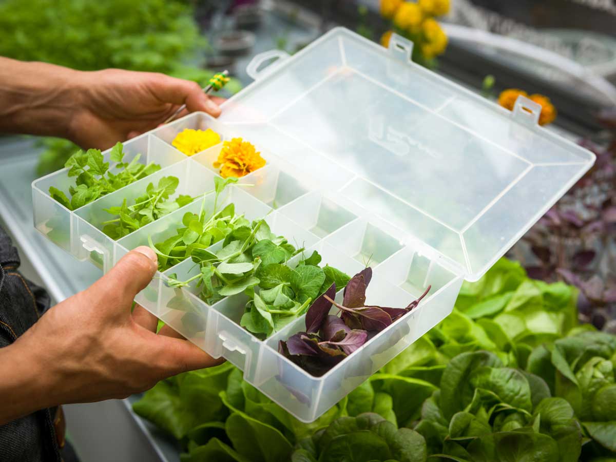 Serra-aeroponica-EraGoffi-Torino Serra-aeroponica-EraGoffi-Torino