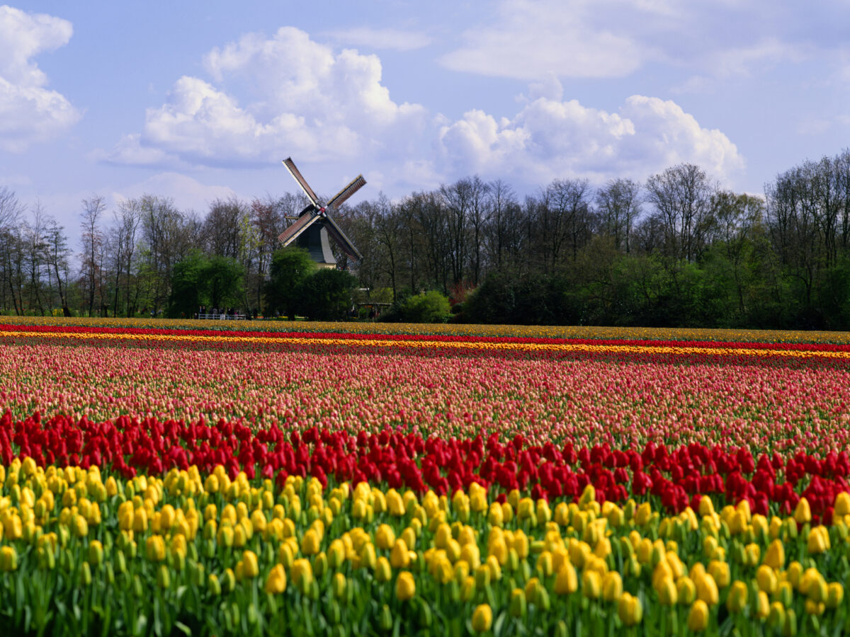 Amsterdam Icon Magazine