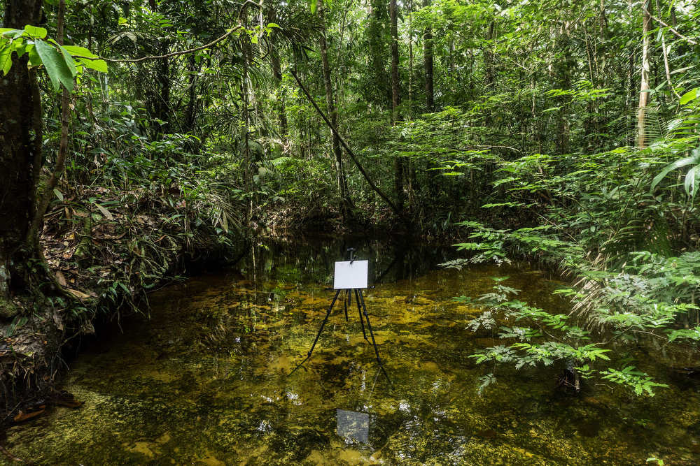 ©Rogério Assis labverde floresta