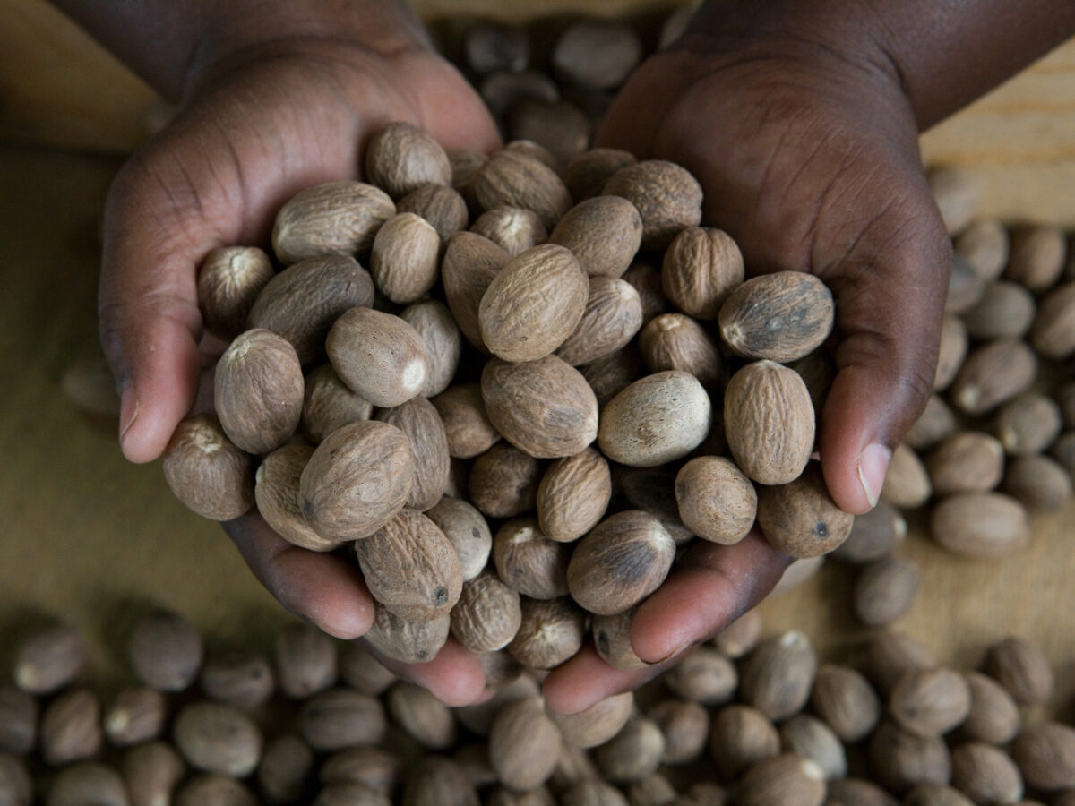 Nutmegs in hands of woman