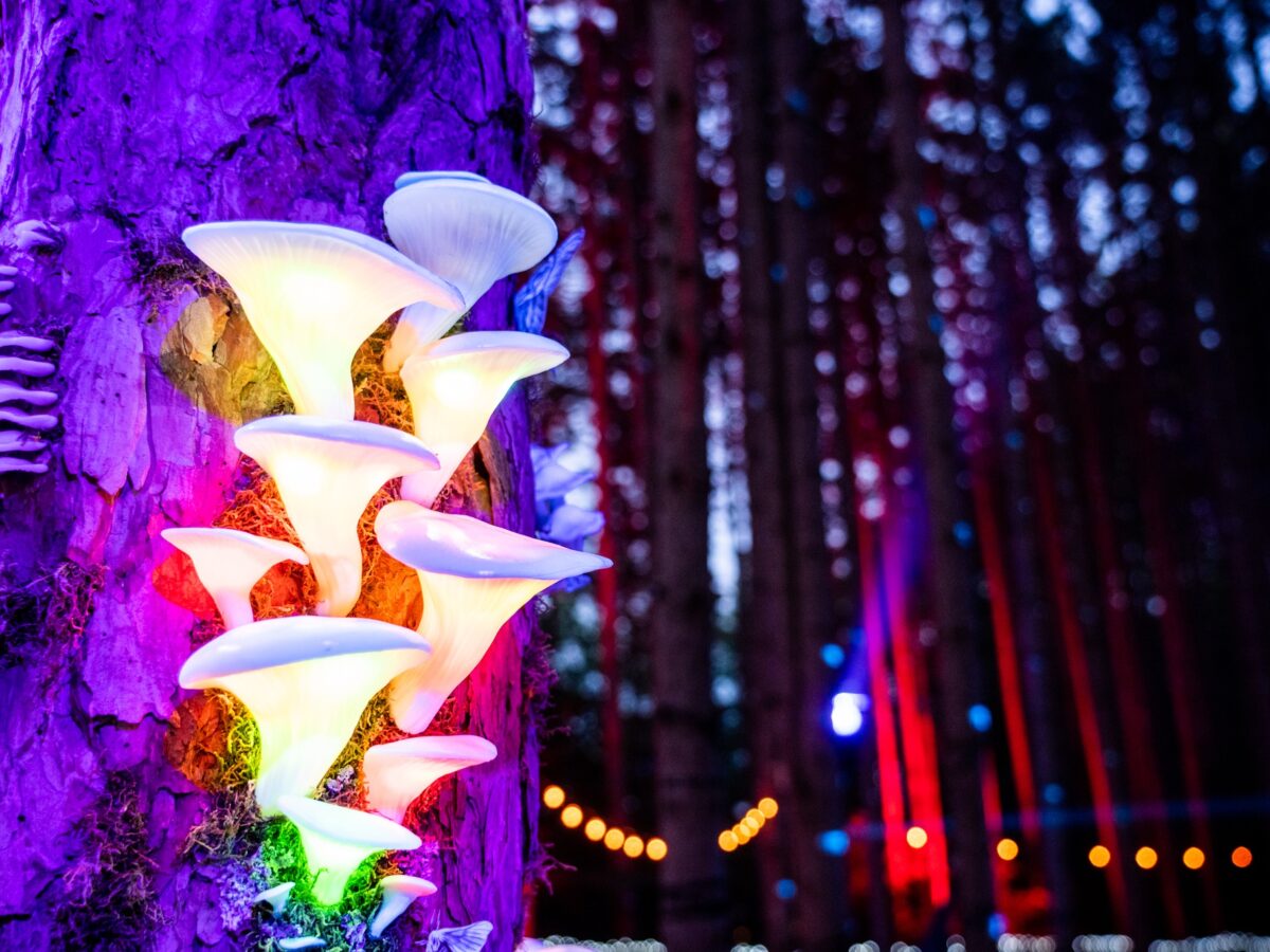 329418432_1349450289182636_1237287755949552551_n