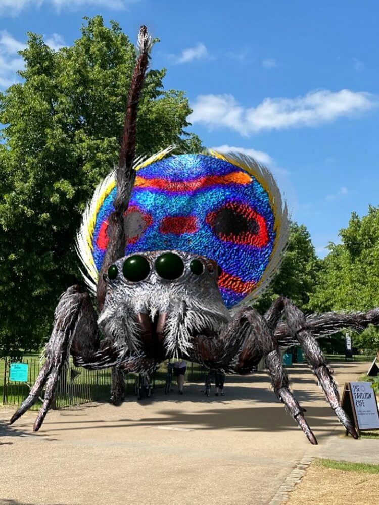 TS-Maratus-1-Website-1920x1080