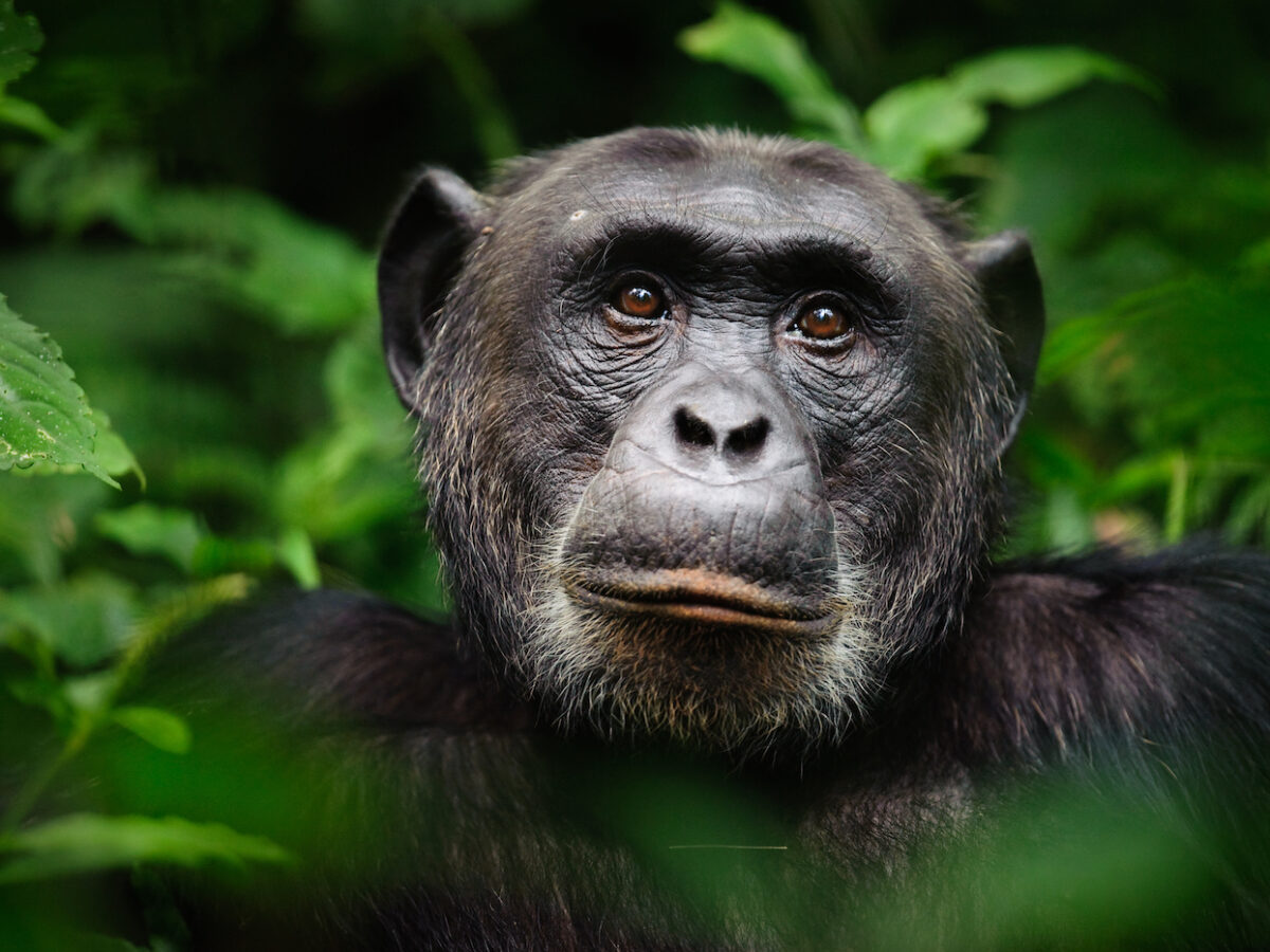 Kibale Forest National Park, Uganda.