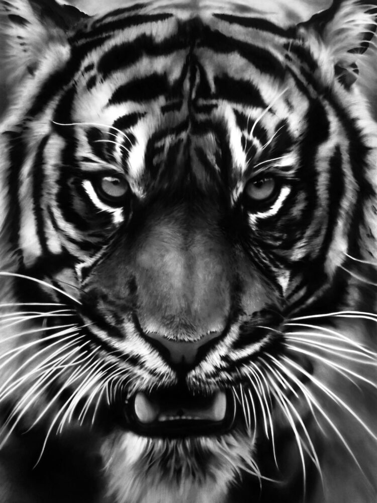 Robert Longo Untitled (White Tiger), 2011 Charcoal on mounted paper Private collection, Basel | © Robert Longo / Bildrecht, Vienna 2024 Photo: Robert Longo Studio