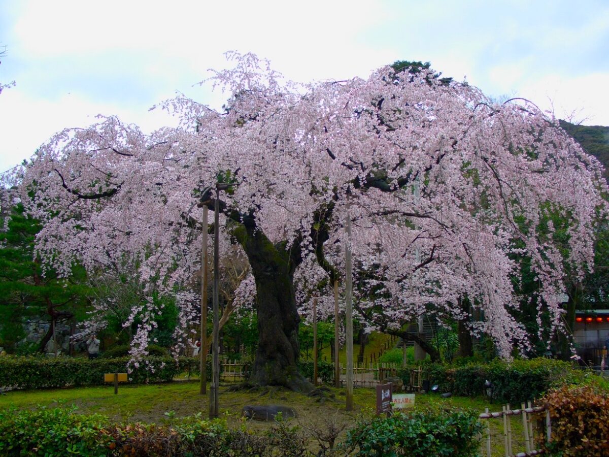 Kyoto - Cherry Blossoms in Kyoto