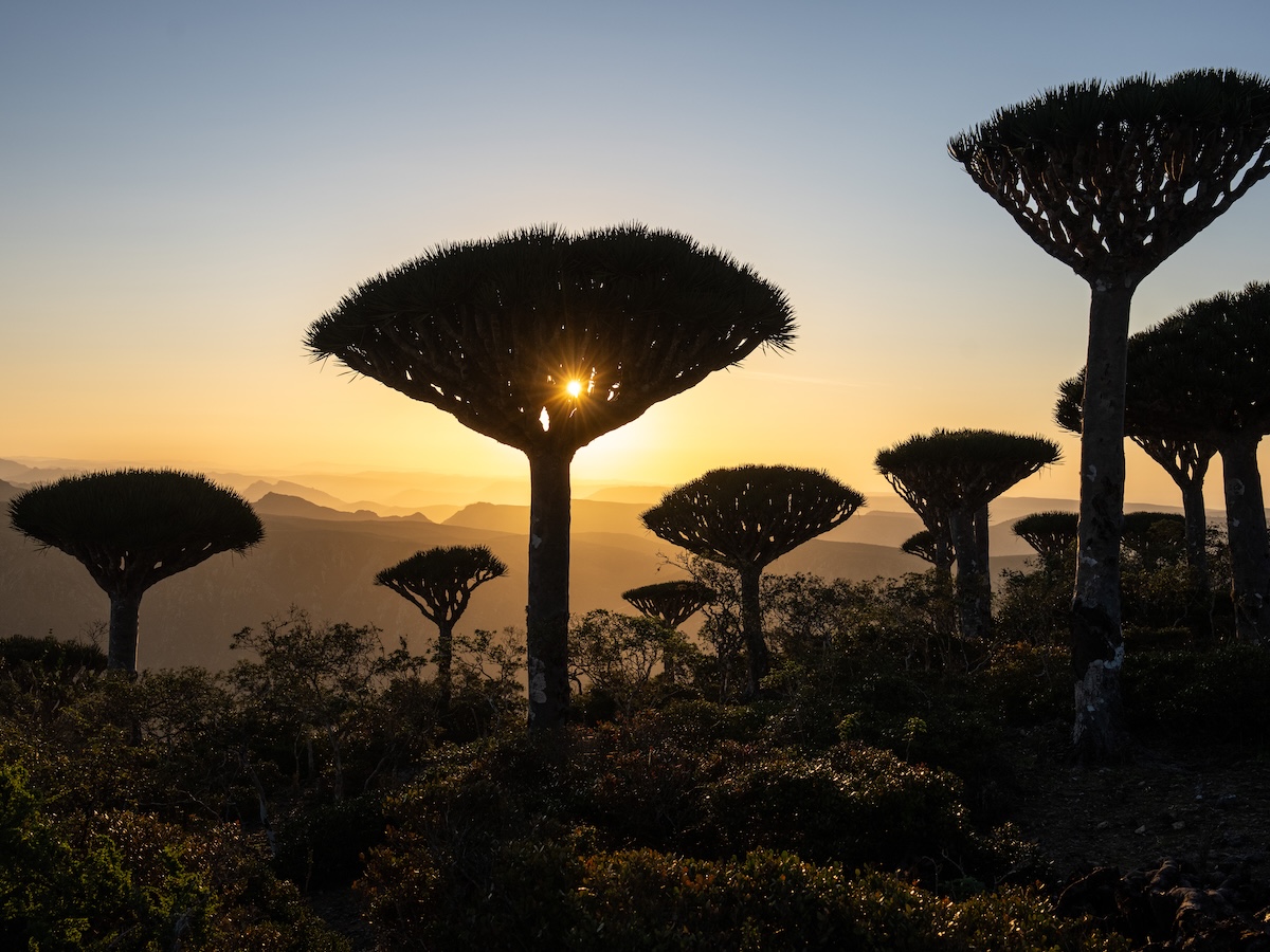 socotra